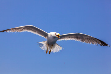 Seagull in fligth