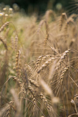 ears of wheat