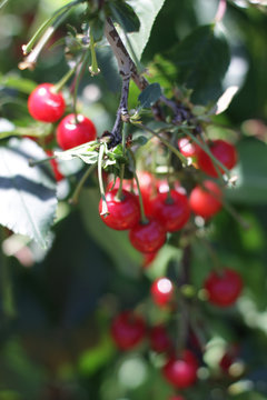 Sweet cherry red berries on a tree branch close up.