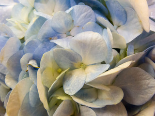 Purple Hydrangea flower