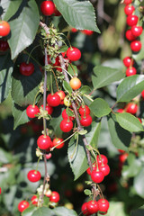 Sweet cherry red berries on a tree branch close up.