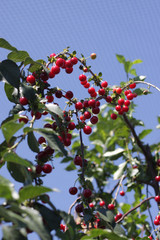 Sweet cherry red berries on a tree branch close up.