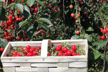 Basket with cherry close up on table in garden