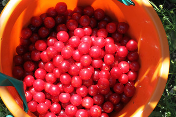 Basket with cherry close up on table in garden
