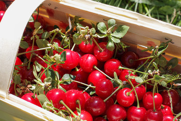 Basket with cherry close up on table in garden