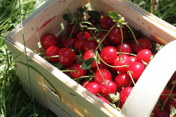 Basket with cherry close up on table in garden