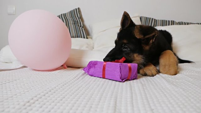 A cute German shepherd puppy lies on a white bed and plays with a box of pink gift