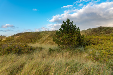 Fototapeta premium Dune landscape on the beach of St Peter-Ording