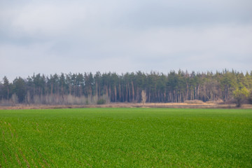 Fototapeta premium green rural field before pine forest, countryside landscape