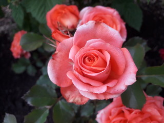 Feur de jardin
