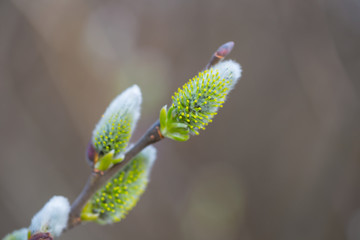 closeup willow tree branch in a blossom