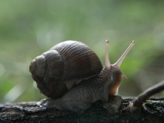 Helix pomatia, common names of the Roman snail, Burgundy snail, edible snail or escargot, is a species of the Helicidae family. Helix pomatia mollusk in nature.