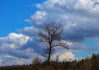 alone tree on a cloudy sky background, spring forest scene
