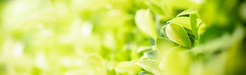 Amazing nature view of green leaf on blurred greenery background in garden and sunlight with copy space using as background natural green plants landscape, ecology, fresh wallpaper concept.