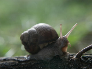 Helix pomatia, common names of the Roman snail, Burgundy snail, edible snail or escargot, is a species of the Helicidae family. Helix pomatia mollusk in nature.