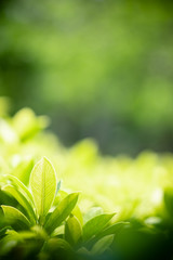 Amazing nature view of green leaf on blurred greenery background in garden and sunlight with copy...