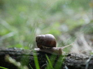 Helix pomatia, common names of the Roman snail, Burgundy snail, edible snail or escargot, is a species of the Helicidae family. Helix pomatia mollusk in nature.