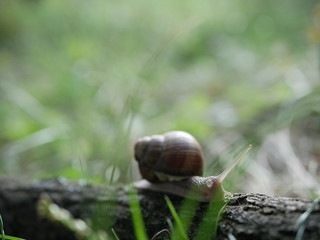 Helix pomatia, common names of the Roman snail, Burgundy snail, edible snail or escargot, is a species of the Helicidae family. Helix pomatia mollusk in nature.