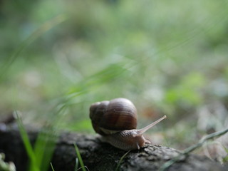 Helix pomatia also Roman snail, Burgundy snail, edible snail or escargot, is a species of large, edible, air-breathing land snail, a terrestrial pulmonate gastropod mollusk in the family Helicidae.