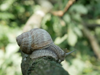 Helix pomatia also Roman snail, Burgundy snail, edible snail or escargot, is a species of large, edible, air-breathing land snail, a terrestrial pulmonate gastropod mollusk in the family Helicidae.