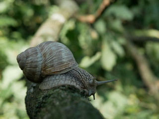 Helix pomatia, common names of the Roman snail, Burgundy snail, edible snail or escargot, is a species of the Helicidae family. Helix pomatia mollusk in nature.