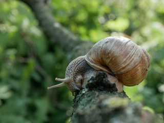 Helix pomatia, common names of the Roman snail, Burgundy snail, edible snail or escargot, is a species of the Helicidae family. Helix pomatia mollusk in nature.