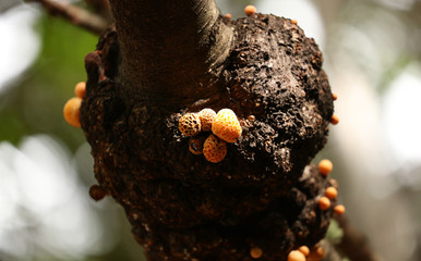 Llao Llao en Patagonia