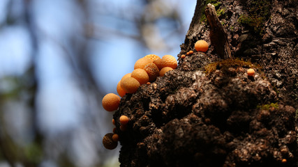 Llao Llao en Patagonia