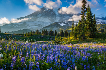 Flower season, Mount Rainier, Washington st 