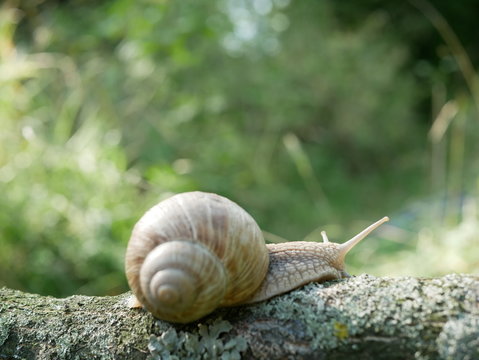 Helix pomatia also Roman snail, Burgundy snail, edible snail or escargot, is a species of large, edible, air-breathing land snail, a terrestrial pulmonate gastropod mollusk in the family Helicidae.