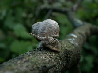Helix pomatia, common names of the Roman snail, Burgundy snail, edible snail or escargot, is a species of the Helicidae family. Helix pomatia mollusk in nature.