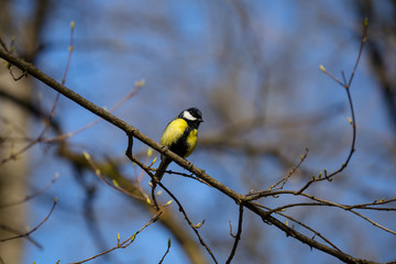 small tit sit on a tree branch, outdoor spring background