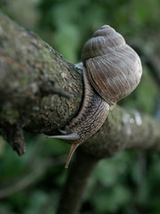 Helix pomatia also Roman snail, Burgundy snail, edible snail or escargot, is a species of large, edible, air-breathing land snail, a terrestrial pulmonate gastropod mollusk in the family Helicidae.