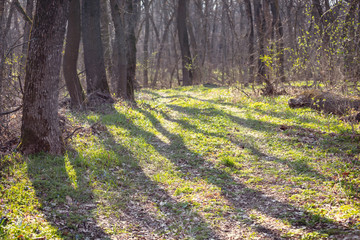 closeup spring forest glade with long tree shadows, outdoor natural background