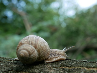 Helix pomatia, common names of the Roman snail, Burgundy snail, edible snail or escargot, is a species of the Helicidae family. Helix pomatia mollusk in nature.