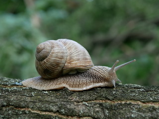 Helix pomatia, common names of the Roman snail, Burgundy snail, edible snail or escargot, is a species of the Helicidae family. Helix pomatia mollusk in nature.