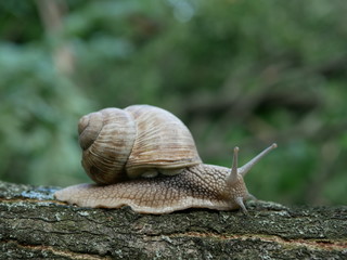 Helix pomatia also Roman snail, Burgundy snail, edible snail or escargot, is a species of large, edible, air-breathing land snail, a terrestrial pulmonate gastropod mollusk in the family Helicidae.