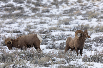 Pair of Bighorn Sheep Rams in Snow in Wyoming