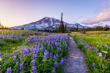 Fotobehang Blauwe hemel Reflection lake trail-Summer, Mount Rainier  © khomlyak