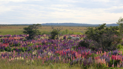 Lupinos