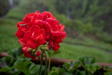 Close up beautiful red flowers in pot on blurred background with copy space
