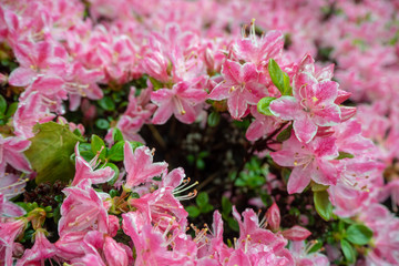 Close up beautiful pink flowers for background and wallpaper , copy space , texture