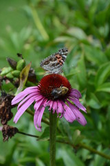 fleur et papillon