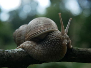 Close-up view of a crawling snail, blurred green background