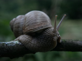 Close-up view of a crawling snail, blurred green background