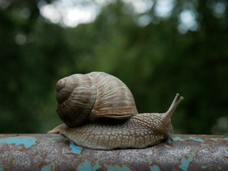 Close-up view of a crawling snail, blurred green background