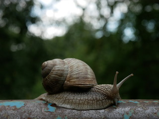 Close-up view of a crawling snail, blurred green background