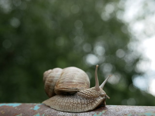Close-up view of a crawling snail, blurred green background