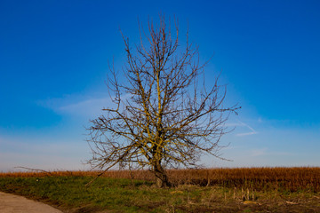 Single tree in front of plowed field with blue sky