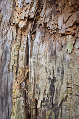 The texture of the bark of an old tree. Background for nature and plants.